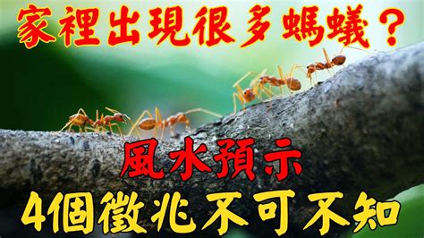 螞蟻風水|家裡突然出現很多螞蟻？風水預示「4個徵兆不可不知」 大家千萬。